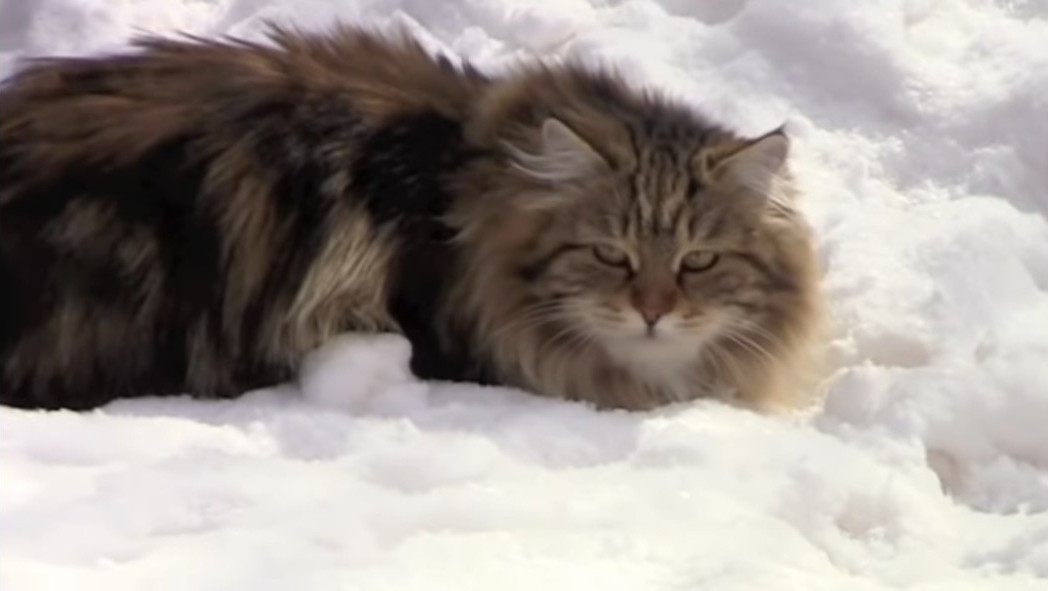 Fluffy Siberian Cat